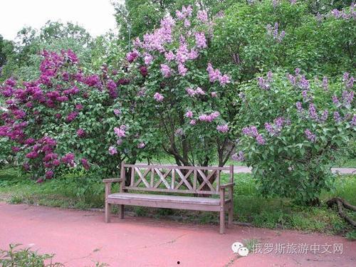 丁香六月激情国产,丁香六月的辉煌篇章